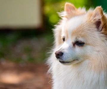 How to Recognize the Signs of Heatstroke in Pets and What to Do About It