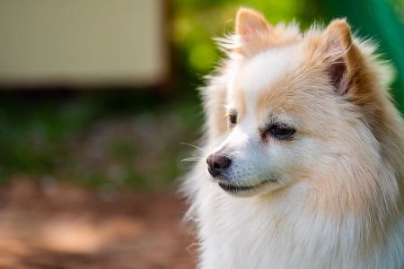 How to Recognize the Signs of Heatstroke in Pets and What to Do About It