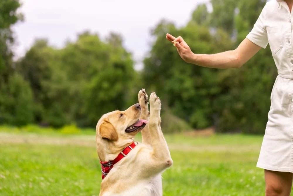 How to Teach Your Dog to Heel: A Step-by-Step Guide for Effective Dog Training