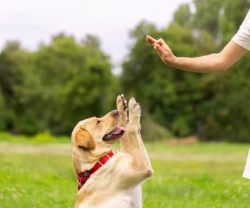 How to Teach Your Dog to Heel: A Step-by-Step Guide for Effective Dog Training