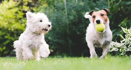 How to Deal with My Dog’s Fear of New People: Expert Tips for Socializing Your Dog