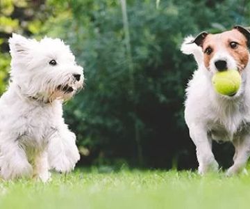 How to Deal with My Dog’s Fear of New People: Expert Tips for Socializing Your Dog