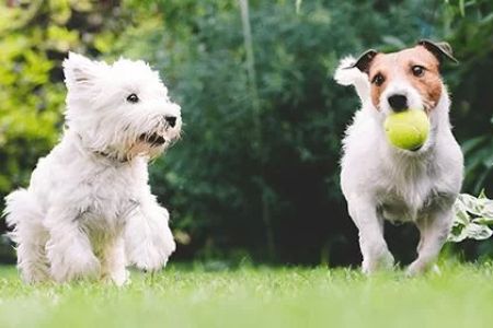 How to Deal with My Dog’s Fear of New People: Expert Tips for Socializing Your Dog