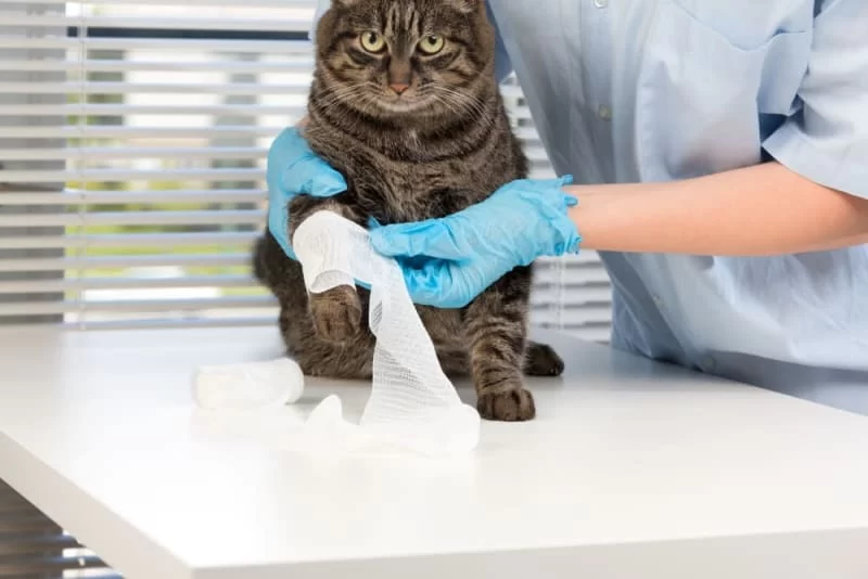 What to Do If Your Cat Has a Wound: Essential Steps for Effective Care