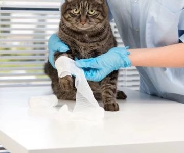 What to Do If Your Cat Has a Wound: Essential Steps for Effective Care