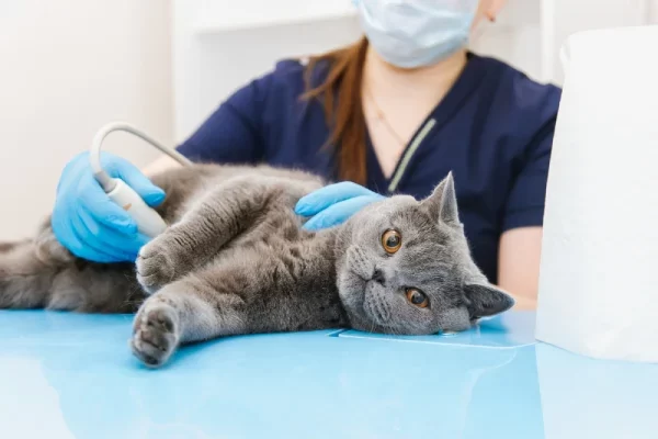 How to Know if Your Pet Needs an X-Ray or Ultrasound: A Complete Guide