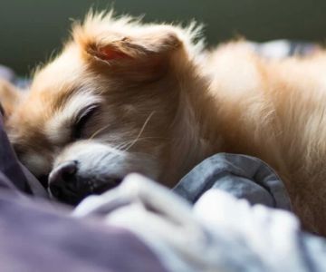 How to Handle a Pet with Anxiety: Effective Tips for Calming Your Anxious Pet