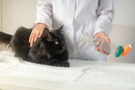 How to Treat Cat Asthma: A Comprehensive Guide for Pet Owners