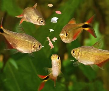 Best Fish Food for Freshwater Aquariums: A Complete Guide for Healthy Fish