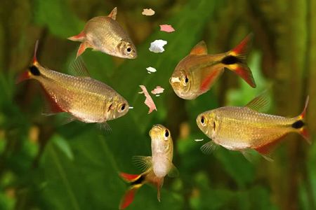 Best Fish Food for Freshwater Aquariums: A Complete Guide for Healthy Fish