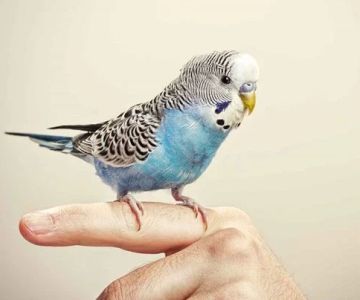 How to Train Your Pet Bird to Fly to You: Expert Tips for Flight Training