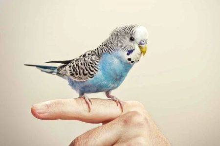 How to Train Your Pet Bird to Fly to You: Expert Tips for Flight Training