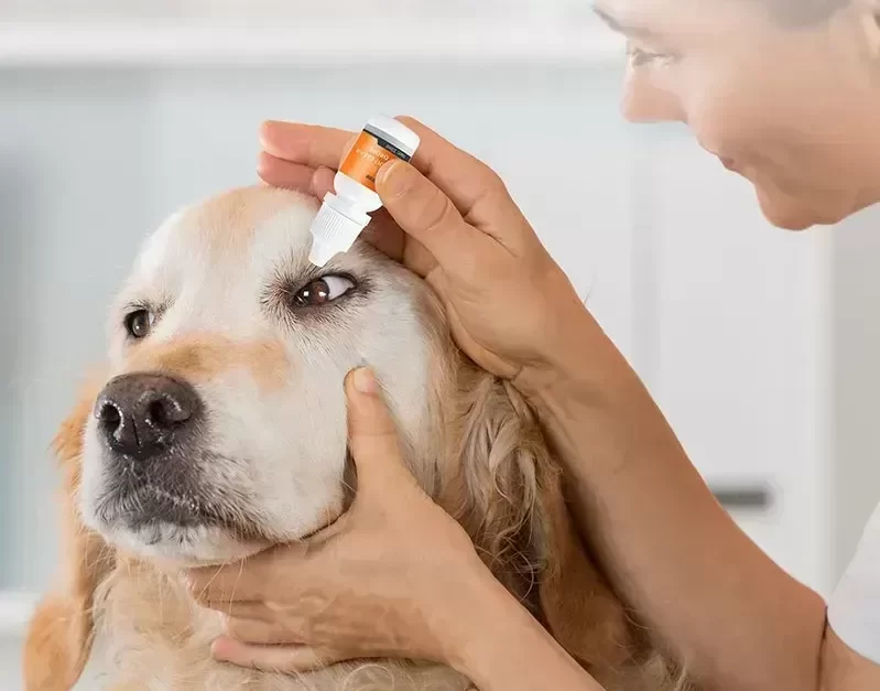 How to Handle Pet Skin Irritations: Effective Solutions for Your Furry Friends