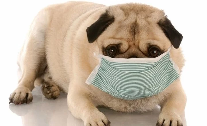 How to Tell If My Pet Has an Upper Respiratory Infection? A Complete Guide to Symptoms and Treatment