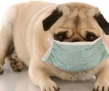 How to Tell If My Pet Has an Upper Respiratory Infection? A Complete Guide to Symptoms and Treatment