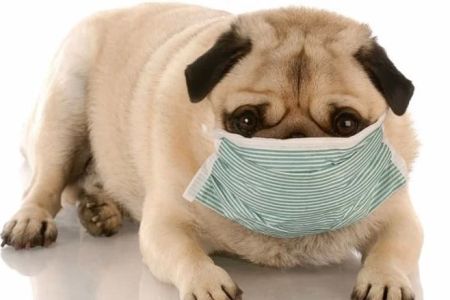 How to Tell If My Pet Has an Upper Respiratory Infection? A Complete Guide to Symptoms and Treatment