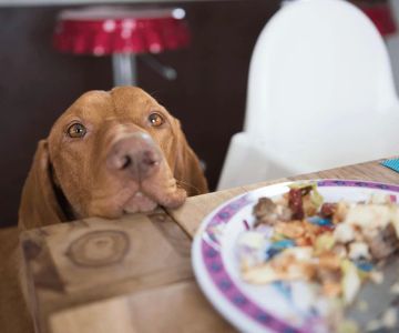 Low-Carb Dog Food for Weight Management: A Comprehensive Guide