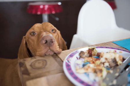 Low-Carb Dog Food for Weight Management: A Comprehensive Guide