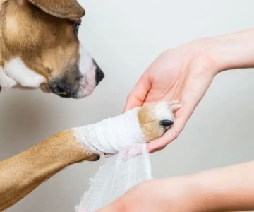 What Should I Do If My Dog Has a Wound? A Complete Guide to Dog Wound Care