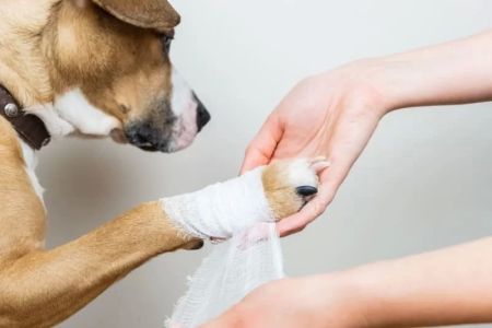 What Should I Do If My Dog Has a Wound? A Complete Guide to Dog Wound Care