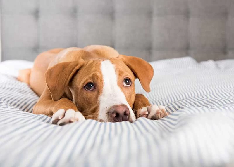 What to Do If Your Dog is Vomiting: Causes, Treatments, and What You Should Know