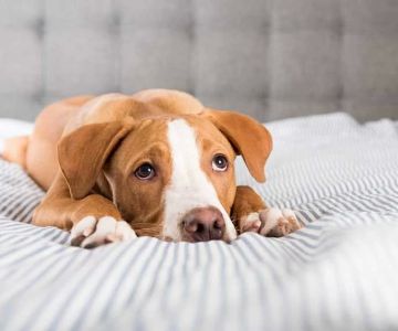 What to Do If Your Dog is Vomiting: Causes, Treatments, and What You Should Know