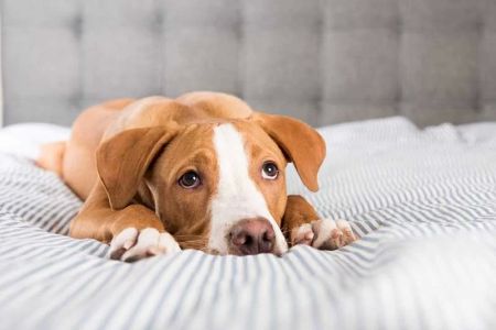 What to Do If Your Dog is Vomiting: Causes, Treatments, and What You Should Know