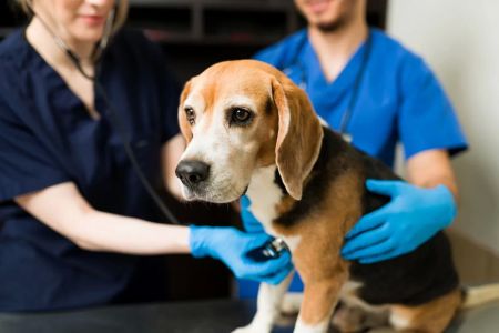 How to Know if My Pet Has a Respiratory Infection: Key Symptoms and Care Tips