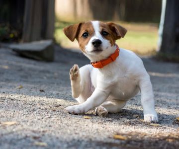 How to Tell If My Dog Has Fleas: Signs, Symptoms, and Treatment Options