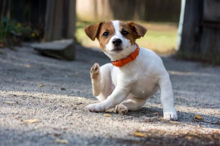 How to Tell If My Dog Has Fleas: Signs, Symptoms, and Treatment Options