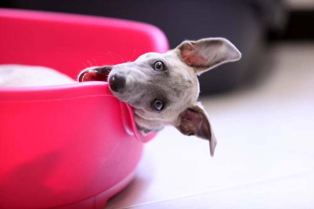 How to Train a Dog to Sleep in Its Own Bed: A Complete Guide
