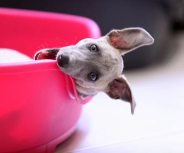 How to Train a Dog to Sleep in Its Own Bed: A Complete Guide