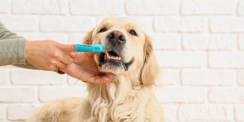 Essential Pet Dental Health Products: How to Keep Your Pet’s Teeth Healthy