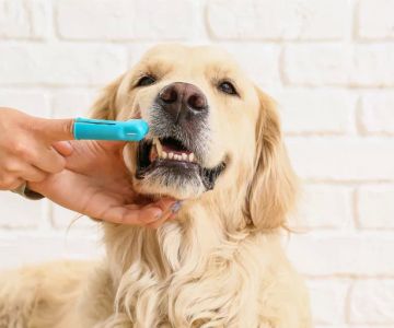 Essential Pet Dental Health Products: How to Keep Your Pet’s Teeth Healthy