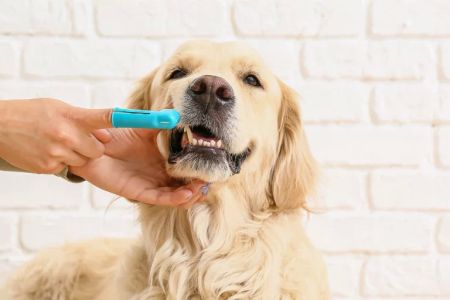 Essential Pet Dental Health Products: How to Keep Your Pet’s Teeth Healthy