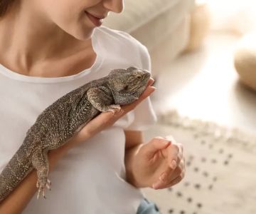 How to Take Care of Pet Reptiles in Winter: A Comprehensive Guide