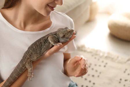 How to Take Care of Pet Reptiles in Winter: A Comprehensive Guide