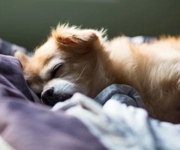 How Do I Know When It’s Time to Put My Pet to Sleep? Understanding Pet Euthanasia
