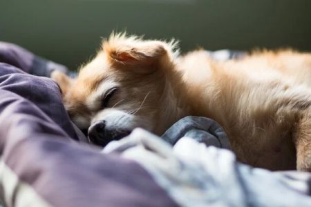 How Do I Know When It’s Time to Put My Pet to Sleep? Understanding Pet Euthanasia