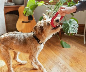 What Should I Do if My Dog is Acting Unusually Aggressive? Steps to Address Aggressive Behavior