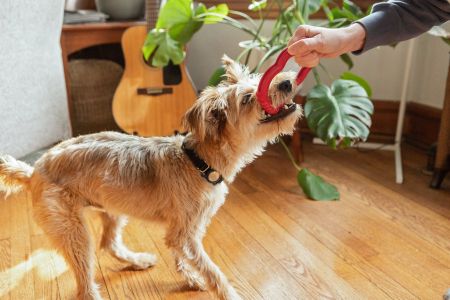 What Should I Do if My Dog is Acting Unusually Aggressive? Steps to Address Aggressive Behavior