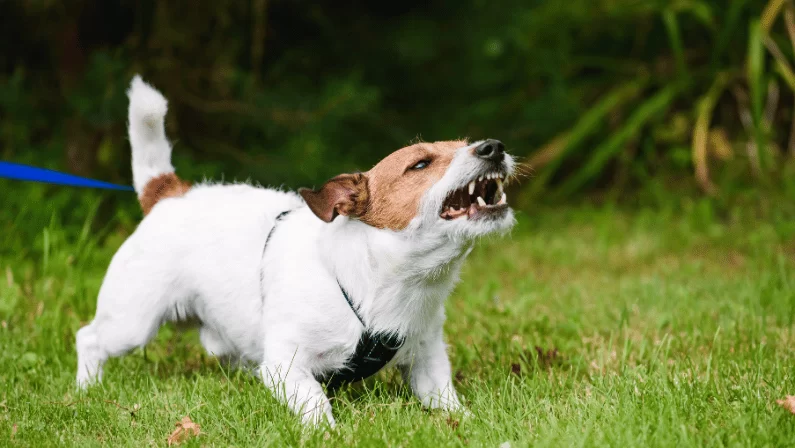 How to Train Your Dog to Stop Barking: Effective Strategies for a Quiet Home