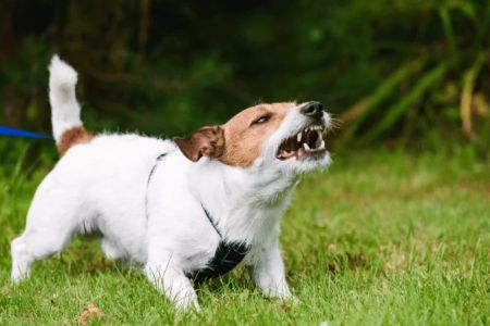 How to Train Your Dog to Stop Barking: Effective Strategies for a Quiet Home