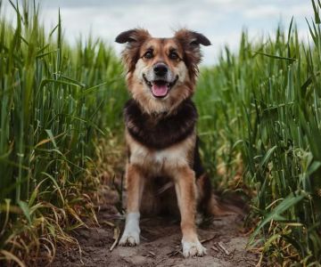 How to Stop My Dog from Eating Harmful Plants: Tips for Dog Owners