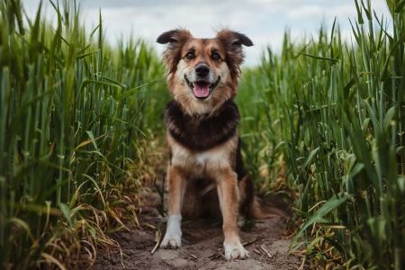 How to Stop My Dog from Eating Harmful Plants: Tips for Dog Owners