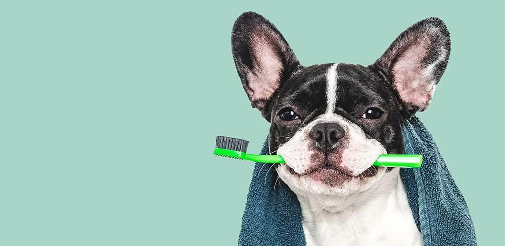 How to Clean Dog’s Teeth Without Brushing: Effective Alternatives for Dental Health