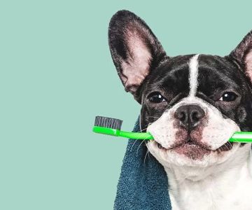 How to Clean Dog’s Teeth Without Brushing: Effective Alternatives for Dental Health