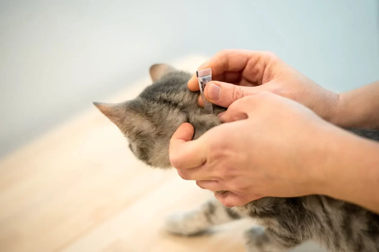 Best Flea Sprays for Indoor Cats: Safe and Effective Solutions for Flea Control