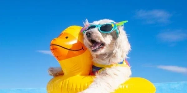 How to Keep Your Dog Cool in Summer Heat: Essential Tips for Hot Weather Dog Care