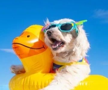 How to Keep Your Dog Cool in Summer Heat: Essential Tips for Hot Weather Dog Care